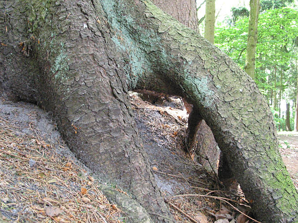 trees and plants in Hamburg, Germany