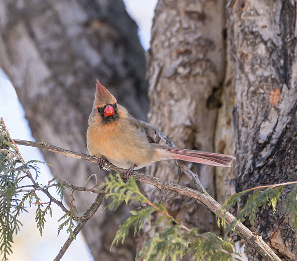 istock Female Northern Cardinal in Winter 481022213