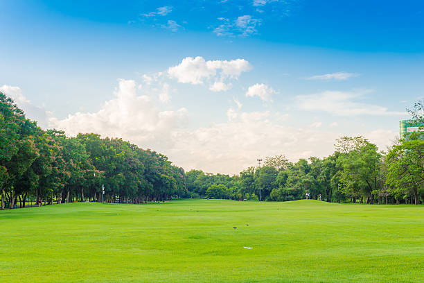 istock Beautiful meadow and tree in the park 481022654