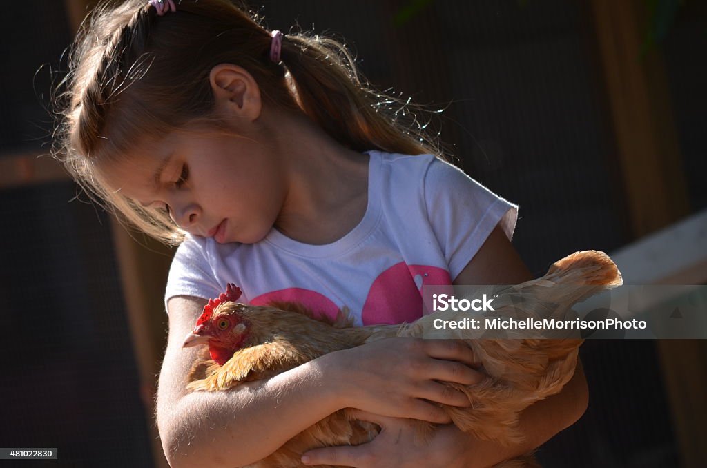Young Girl Holding A Chicken Child holding a chicken Child Stock Photo