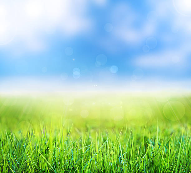 istock green grass and spring in sunlight with bokeh background 481023272