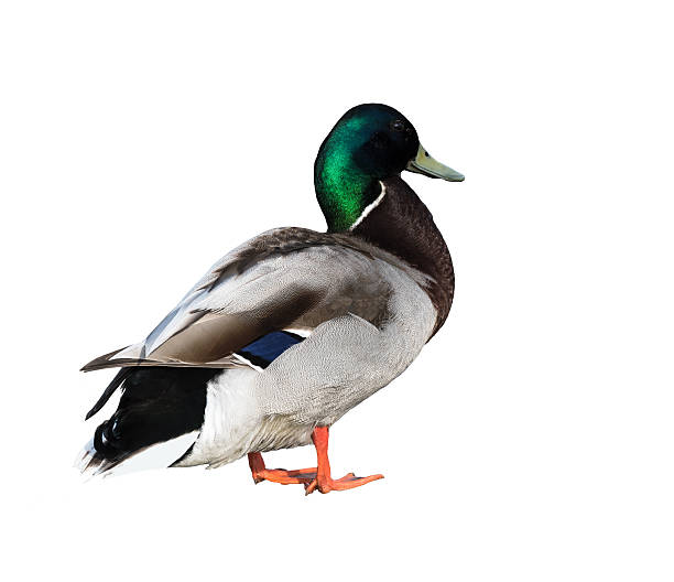 istock Male Mallard duck on white background 481023316