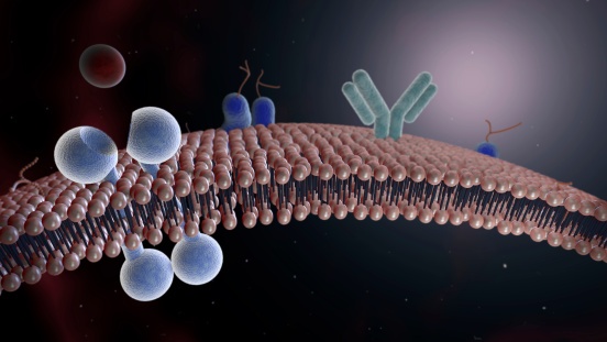 Bicapa lipídica membrana celular con Receptor de tirosina photo