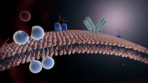 Lipid Bilayer Cell Membrane with Tyrosine Receptor Visual of a cell membrane cut showing the lipid bilayer with some cell membrane proteins. Focus is on the tyrosine receptor (left, blue). A growth hormone is about to dock into. tyrosine stock pictures, royalty-free photos & images