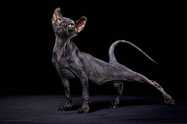 Sphynx 자본가 스톡 사진