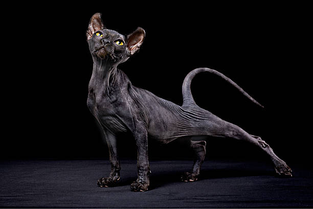 Sphynx cat Sphynx cat sphynx hairless cat stock pictures, royalty-free photos & images