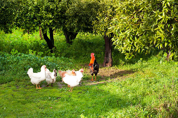 istock Animals in the orange farm 481025343