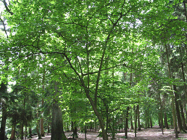 trees and plants in Hamburg, Germany