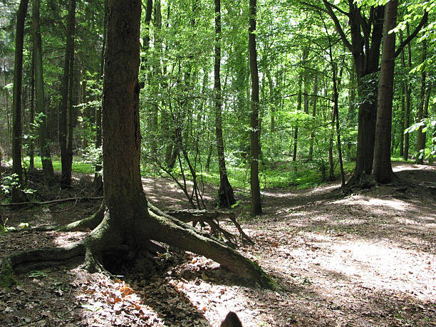 trees and plants in Hamburg, Germany