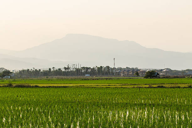 istock Rice field in Chiangmai , Northen Thailand 481025793