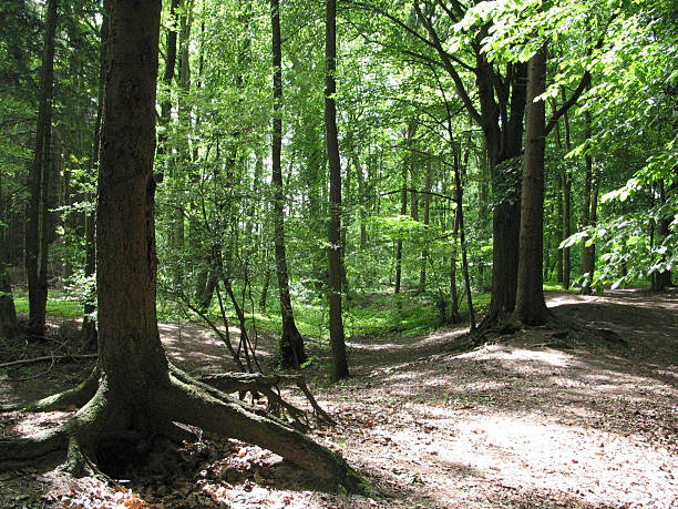 istock trees and plants in Hamburg, Germany 481025947