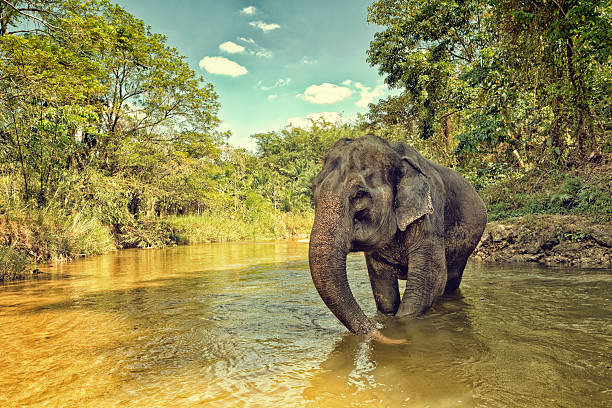 elefante asiático - elefante asiático - fotografias e filmes do acervo