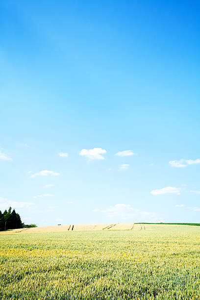 istock Hill and wheat field in summer 481027806