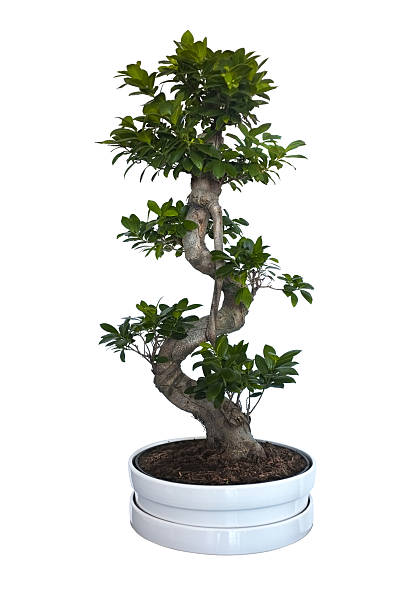 Bonsai, Ficus Microcarpa Ginseng Bonsai, Ficus Microcarpa Ginseng, cut out image of a miniaturization of a tree in front of a white background.  Developed by grafting two different species of Ficus together. Also known as Chinese Banyan, Malayan Banyan, Taiwan Banyan, Indian Laurel, Curtain fig, or Gajumaru is a banyan native in the range from Sri Lanka to India, Taiwan, the Malay Archipelago, the Ryukyu Islands, Australia, and New Caledonia.  Ficus microcarpa is cultivated as an ornamental tree for planting in gardens, parks, and in containers as an indoor plant and bonsai specimen. ficus microcarpa bonsai stock pictures, royalty-free photos & images