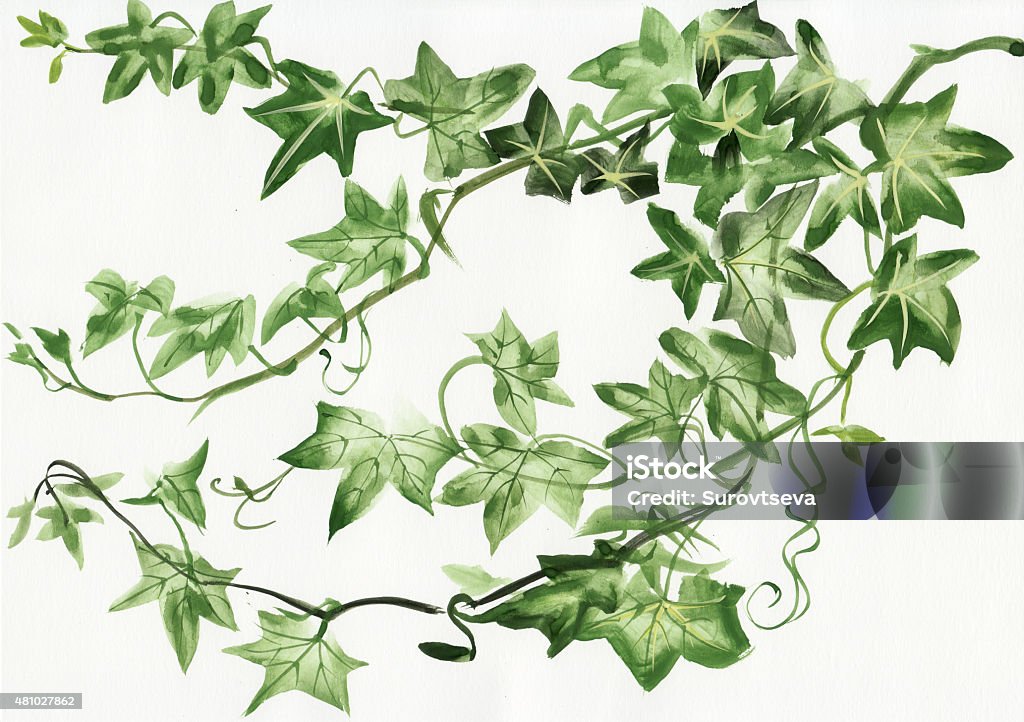 Ivy leaves Watercolor painting of green ivy branches and leaves isolated on white 2015 stock illustration