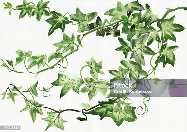 Ivy Leaves Stock Illustration - Download Image Now - 2015, Art, Art And Craft