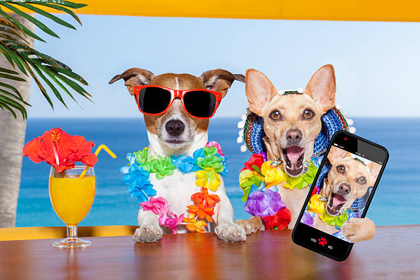 drunk dogs two funny drunk dogs with a summer cocktail ,while taking a selfie with a smartphone telephone , on summer vacation holidays drunk photos stock pictures, royalty-free photos & images