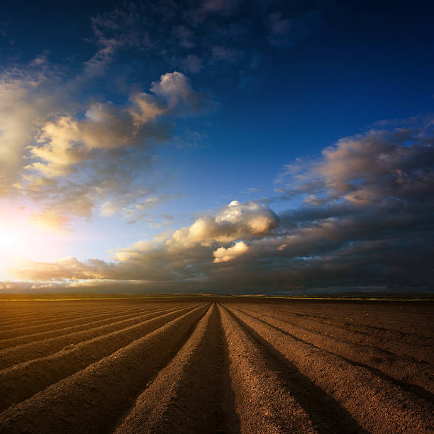 istock Plowed field. Beautiful agricultural landscape. 481029023