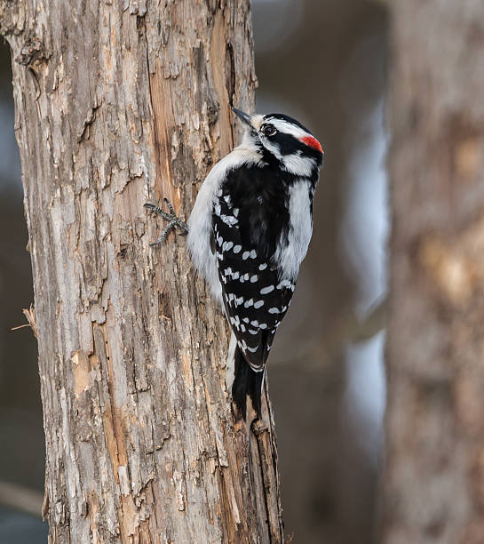 istock Male Downy Woodpecker in Winter 481030159