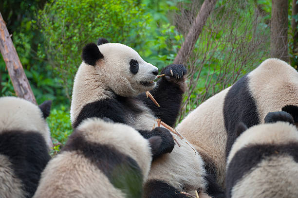istock Hungry giant panda bear eating bamboo 481030691