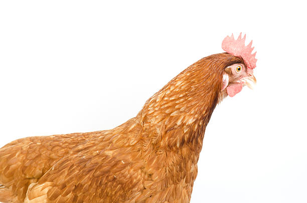istock Hen in reproductive age, isolated on white background 481031699