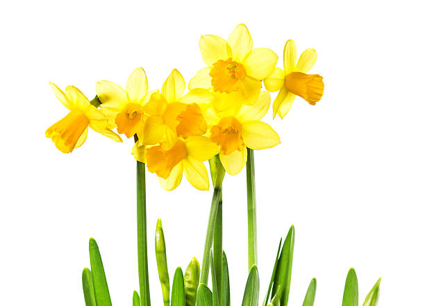 istock Spring Yellow Flowers isolated on white background. Daffodil flo 481032183