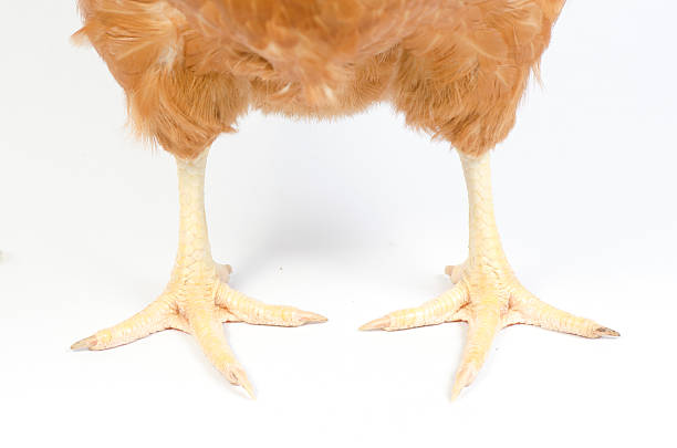 istock Hen in reproductive age, isolated on white background 481032457