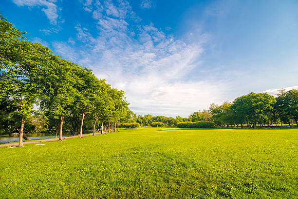 istock Big tree and sunlight in the green forest 481032470
