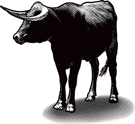Engraving illustration of a bull. Isolated on white.
