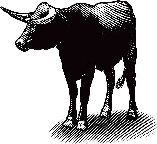 Vector illustration of Bull Illustration