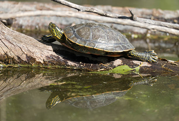 istock Painted turtle in Chatfield Reservoir State Park Colorado 481033194