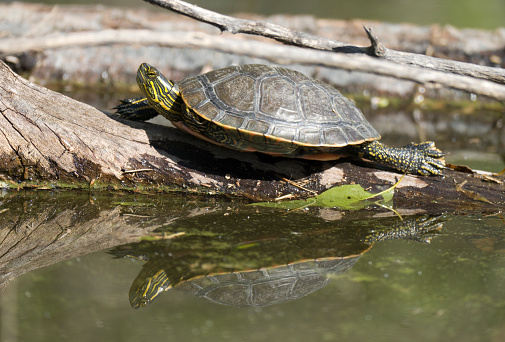 Stretched out and sunning himself on a floating log, a wild painted turtle (Chrysemys picta) is reflected in the calm water near the South Platte River in Chatefield State Park outside Denver, Colorado.