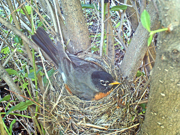 istock American Robin on her nest incubating four eggs 481033332