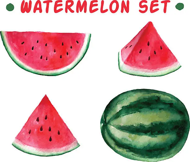 Vector illustration of Vector watercolor hand drawn watermelon set.