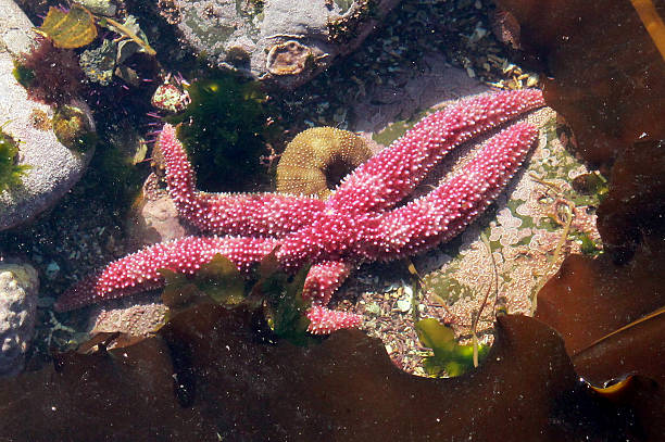 Short-spined Sea Star - Pisaster brevispinus A Short-spined Sea Star (Pisaster brevispinus) underwater on the Washington coast spined stock pictures, royalty-free photos & images