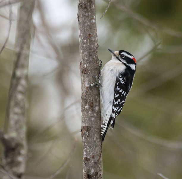istock Male Downy Woodpecker in Winter 481039237