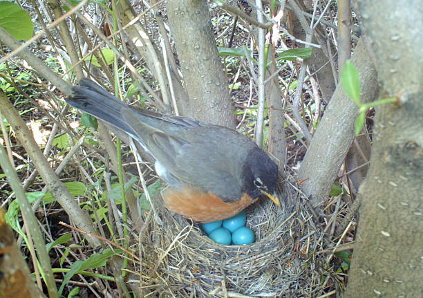 istock American Robin on her nest which holds four eggs 481039384