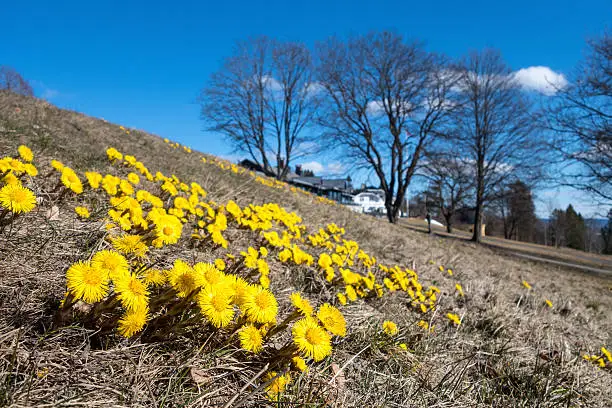 Tussilago Farfara -spring flower macro, Oslo Norway
