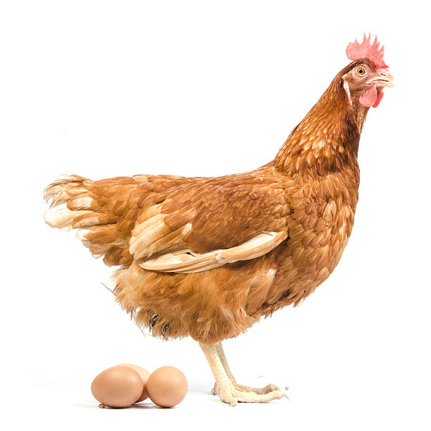 istock Isolated brown hen with egg in the studio 481039615