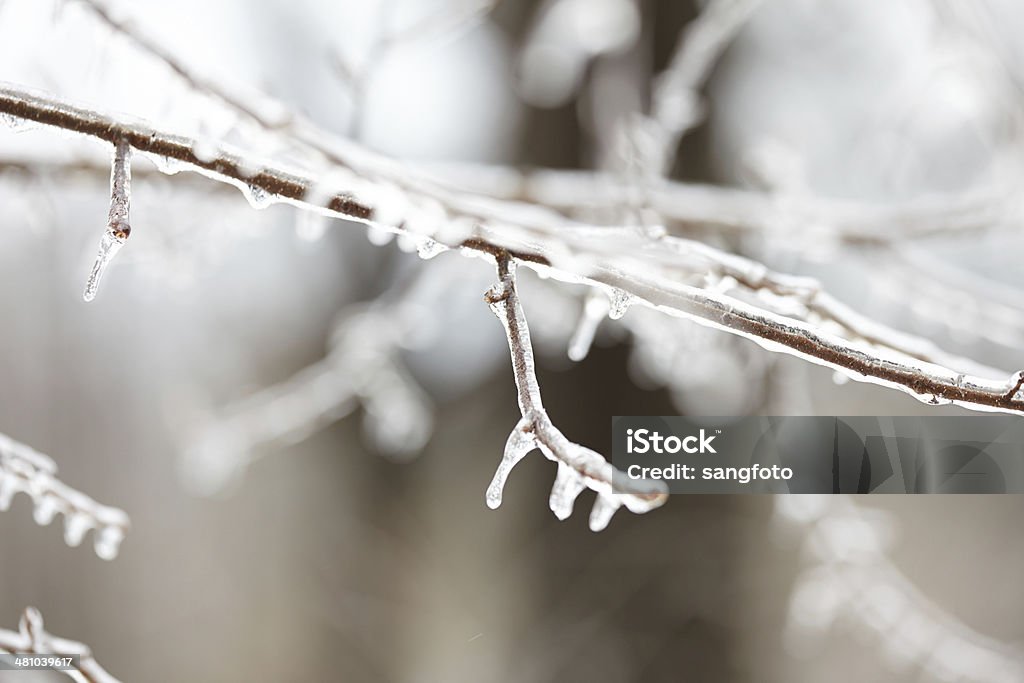 Close-up of branches covered with frozen ice in winter Close-up of branches covered with frozen ice in winter. Branch - Plant Part Stock Photo