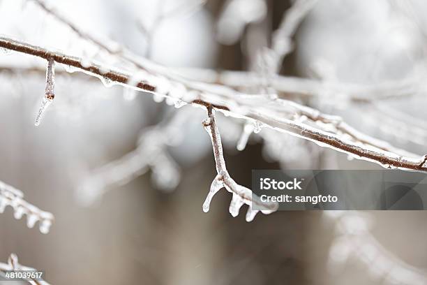 Closeup Of Branches Covered With Frozen Ice In Winter Stock Photo - Download Image Now