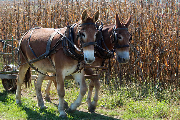 team degli asini del tabacco nel campo, lancaster amish country pennsylavania - tobacco wagon foto e immagini stock