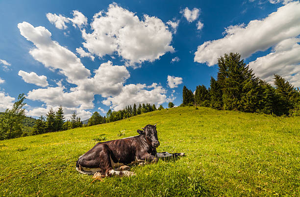 воловью кожу на горном пастбище в альпах - alm bavaria mountain summer стоковые фото и изображения