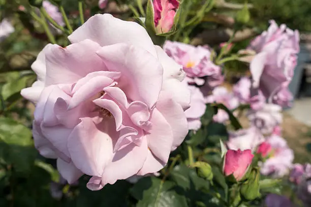 Closeup of a light-purple Rose. Macro shot.