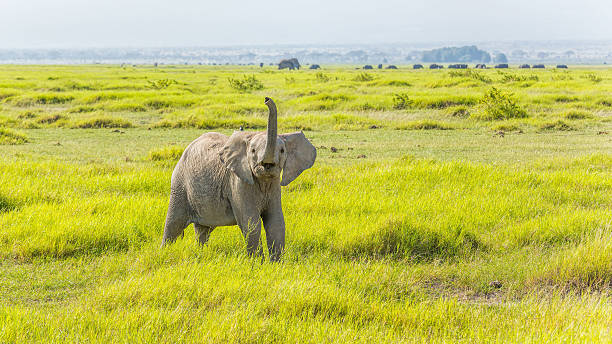 en colère jeune éléphant d'afrique en amboseli - hairbrush photos et images de collection