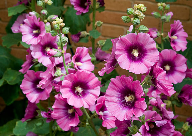 Pink and white hollyhocks blossoms are seen growing on stems with some flowers still closed with their buds showing against a wooden wall.