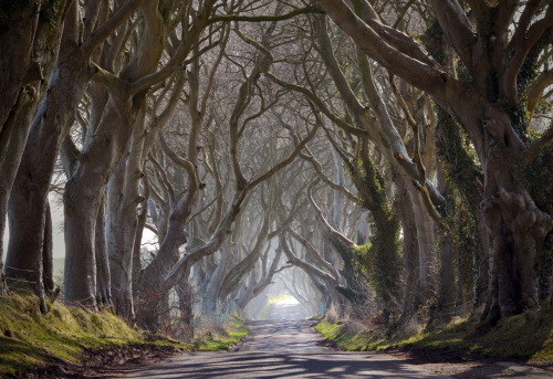 Magical and mysterious forest road through intertwined gnarly trees