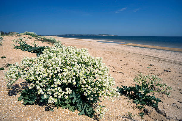 fioritura katran su una spiaggia selvaggia di azov mare - spinarolo immagine foto e immagini stock