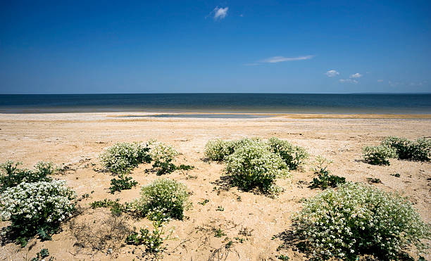 fioritura katran su una spiaggia selvaggia di azov mare - spinarolo foto e immagini stock