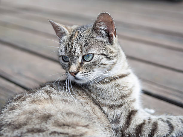 istock Cat lying on o wood soft colours 481043460